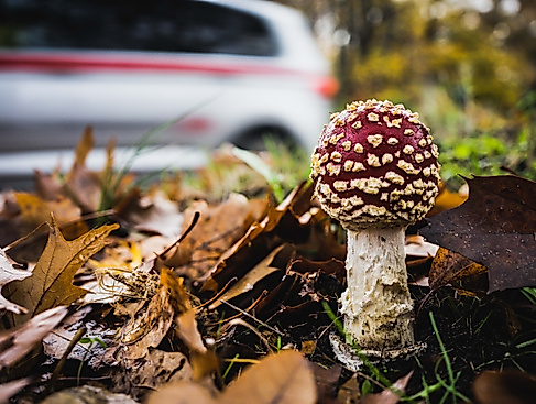 Linus Koch Pilz