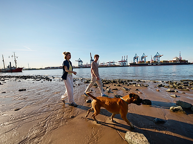 A young couple walks their dog along the Elbe River.