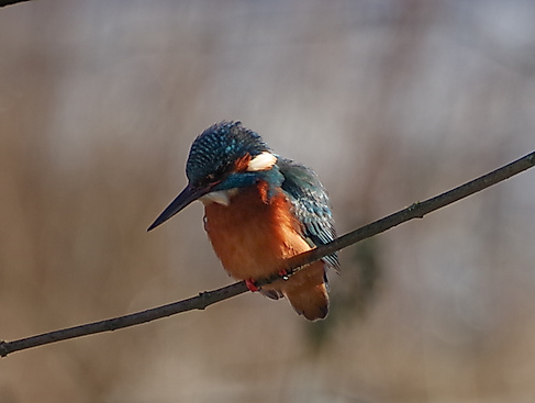 Eisvogel