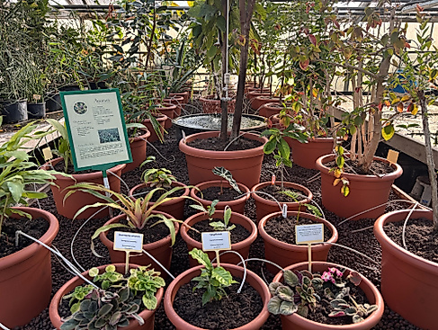 Florale Geschichten