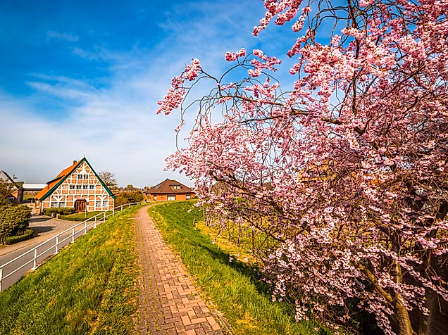 Blühender Obstbaum am Weg mit Fachwerkhäusern im Alten Land bei strahlendem Frühlingswetter