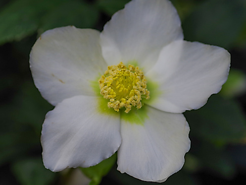 IMGP2536