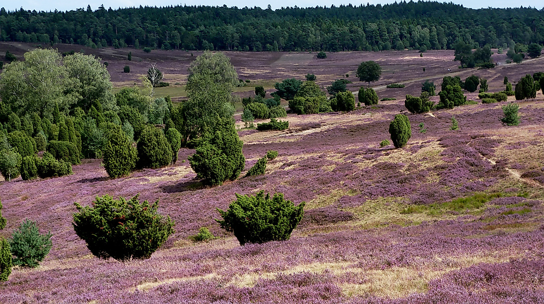 lueneburger-heide_c-pixabay-muscha