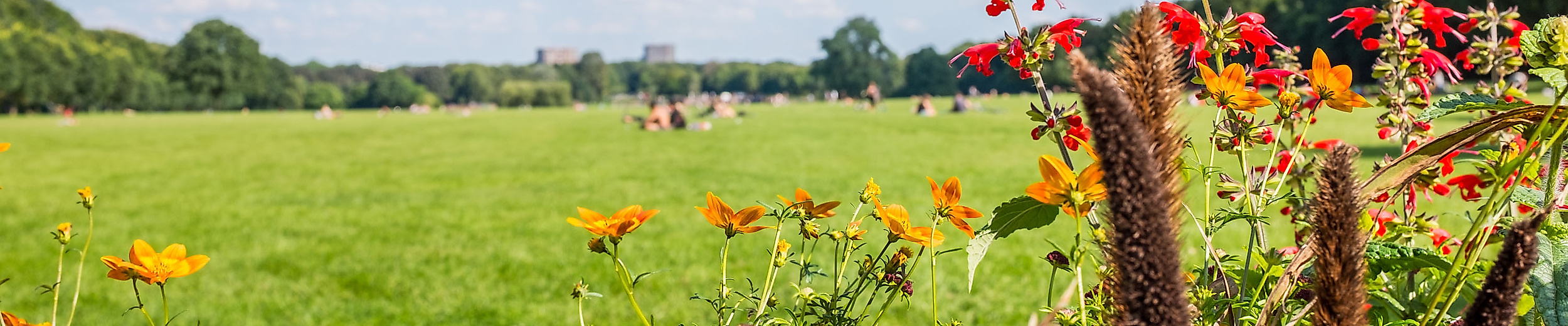 Blühende Sommerblumen am Rand einer großen Wiese im Hamburger Stadtpark unter blauem Himmel