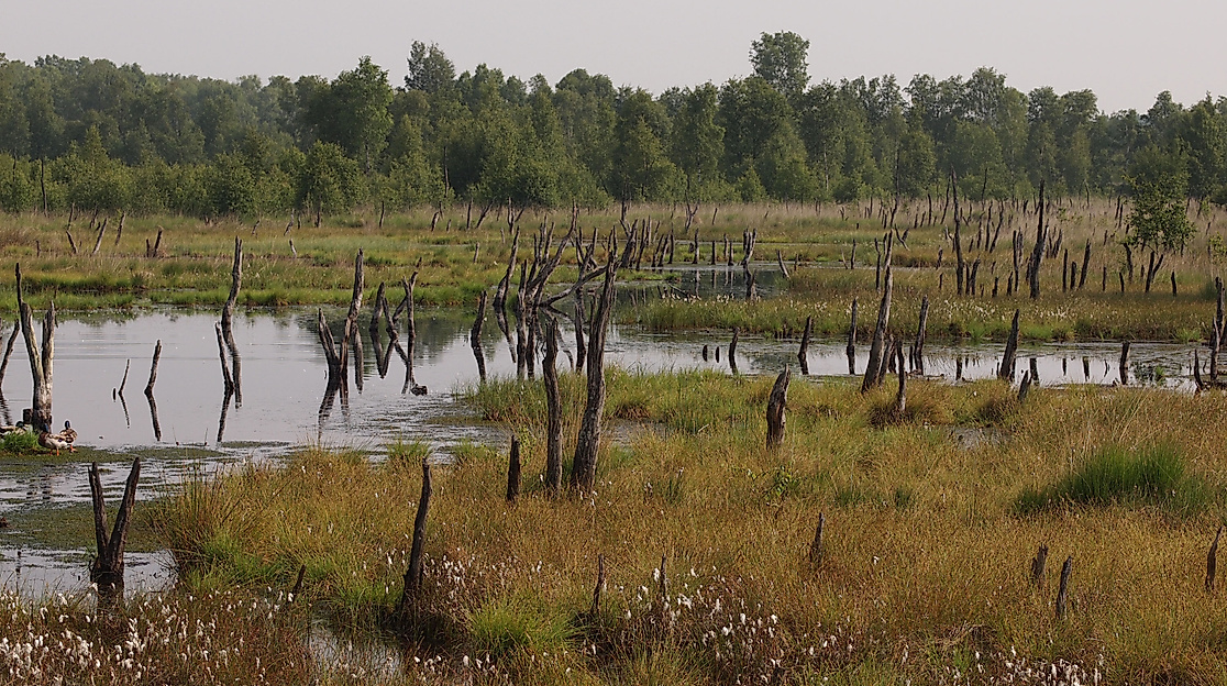 Wittmoor