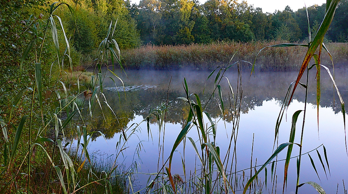 nsg-rothsteinmoor3-web-2500x1500
