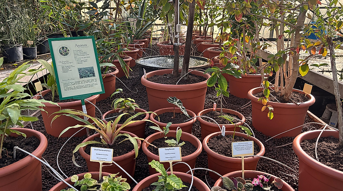 Florale Geschichten