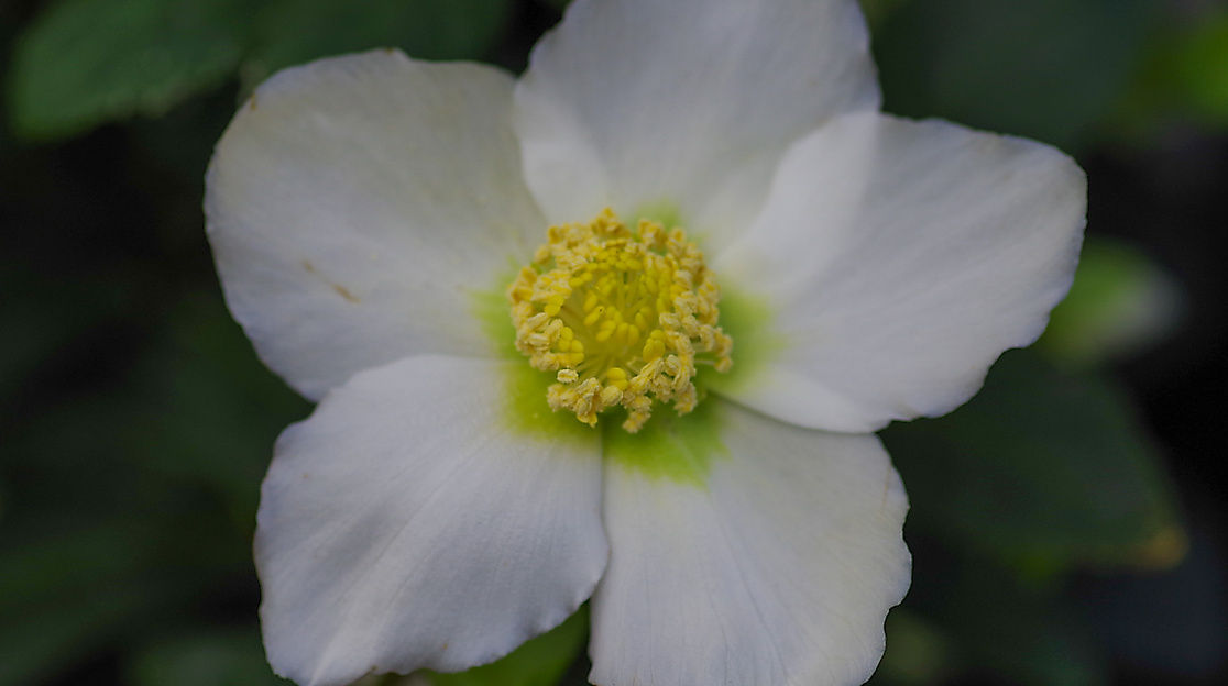 IMGP2536