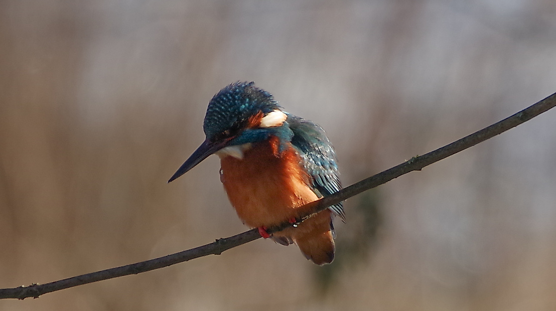 Tier - Vogel_data