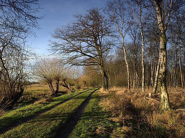Duvenstedter Brook